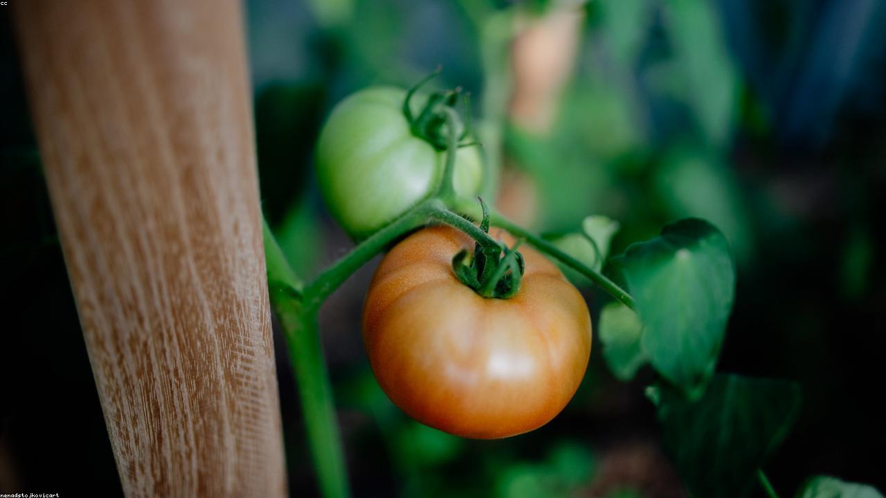 吹田クワイの記事イメージ画像